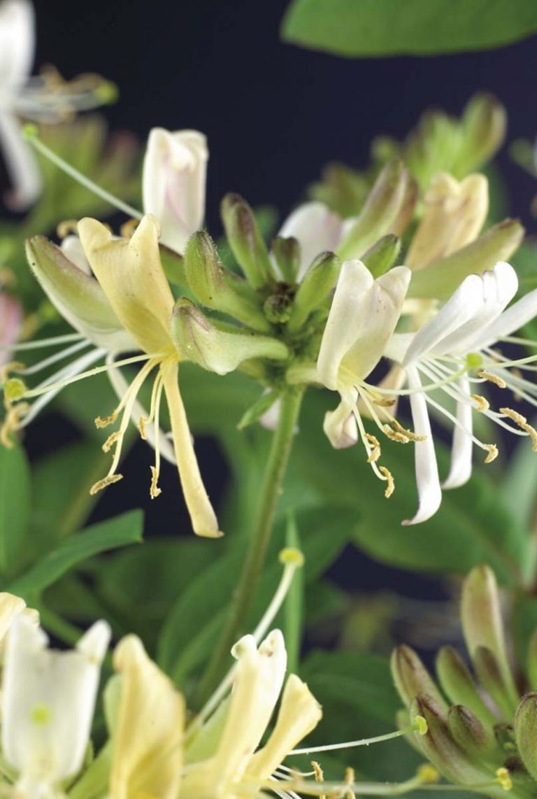 Lonicera Belgica Select | Geiblatt 115cm kaufen? - 123zimmerpflanzen