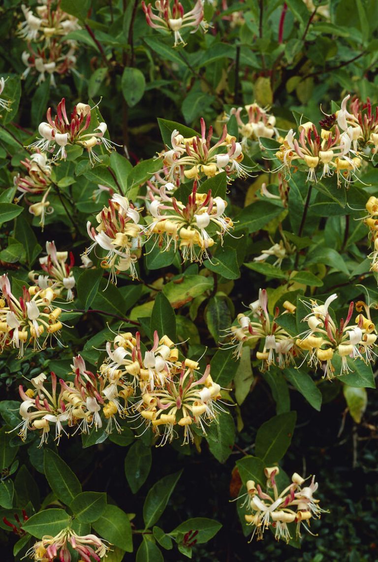 welche erde für liguster Liguster – Ligustrum vulgare ‘Atrovirens’ (Hecke) main image 1