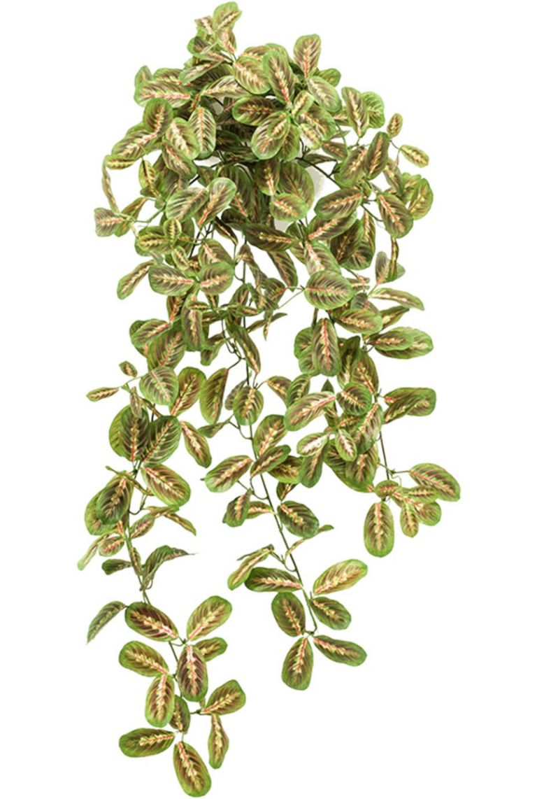 Maranta von kaufen?- Kunstpflanzen 123zimmerpflanzen 70cm