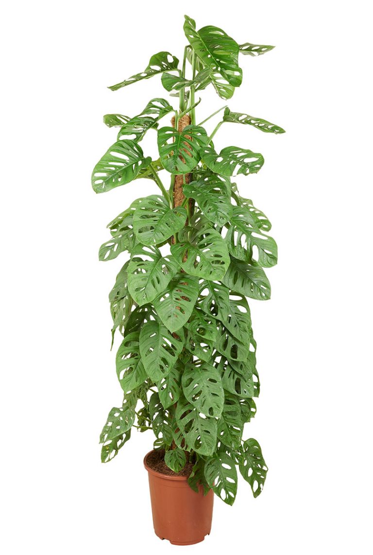 monstera obliqua leichtlinii Monstera Obliqua Swiss Cheese Plant Aroid – Let's Grow Florida