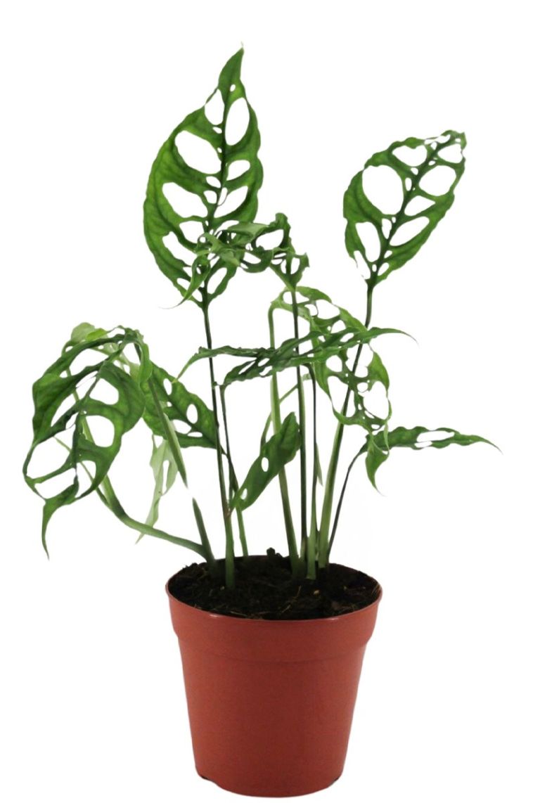 philodendron mamei kaufen Philodendron Mamei (young plant) main image 1