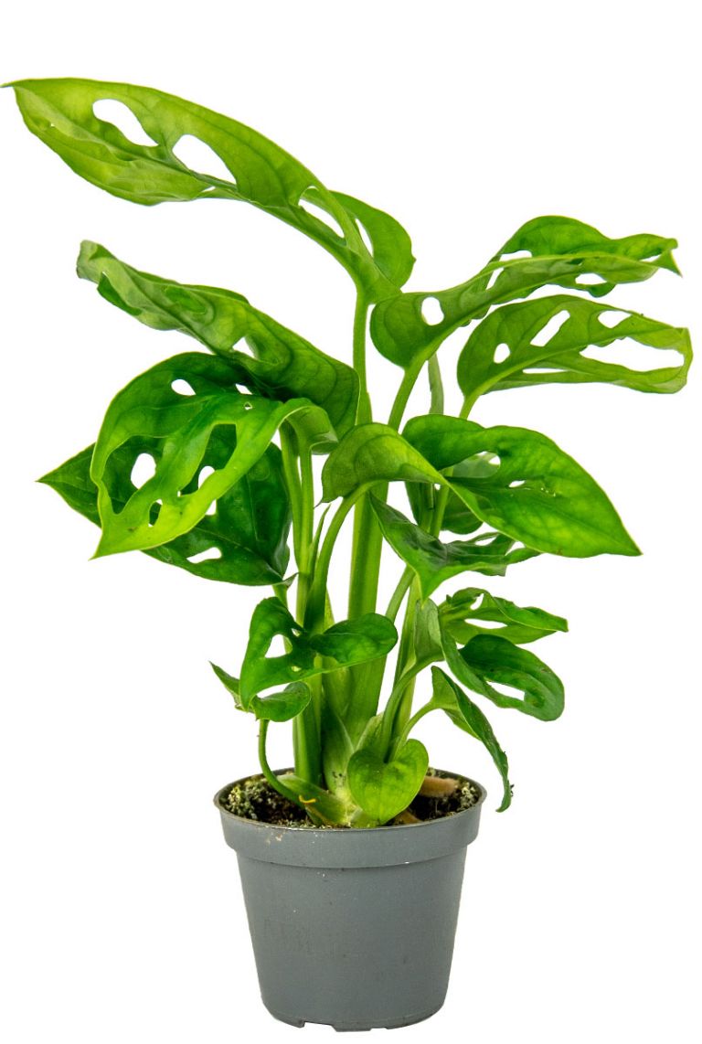Monstera Adansonii | Stecklinge 12cm kaufen? - 123zimmerpflanzen