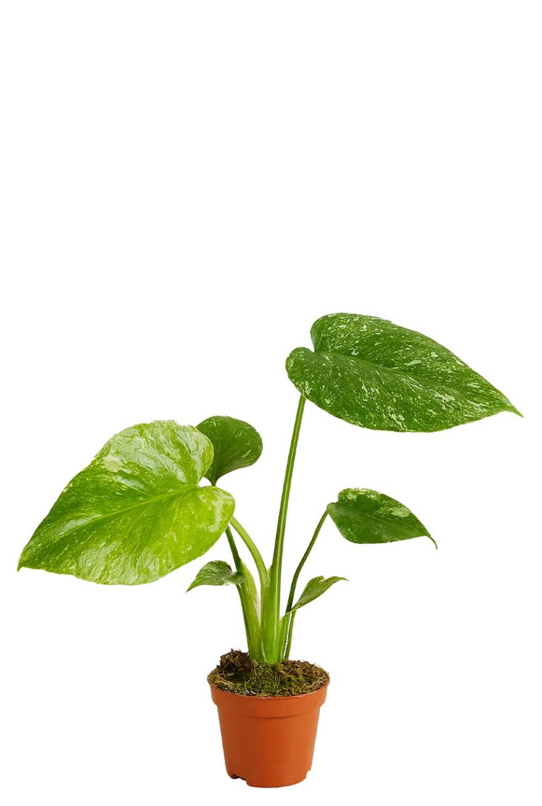 philodendron sanguineum 4