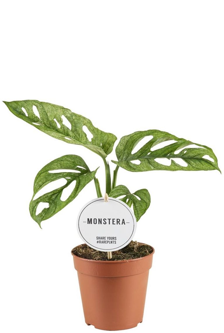 Monstera Adansonii Mint | Monkey Leaf 30cm kaufen? - 123zimmerpflanzen