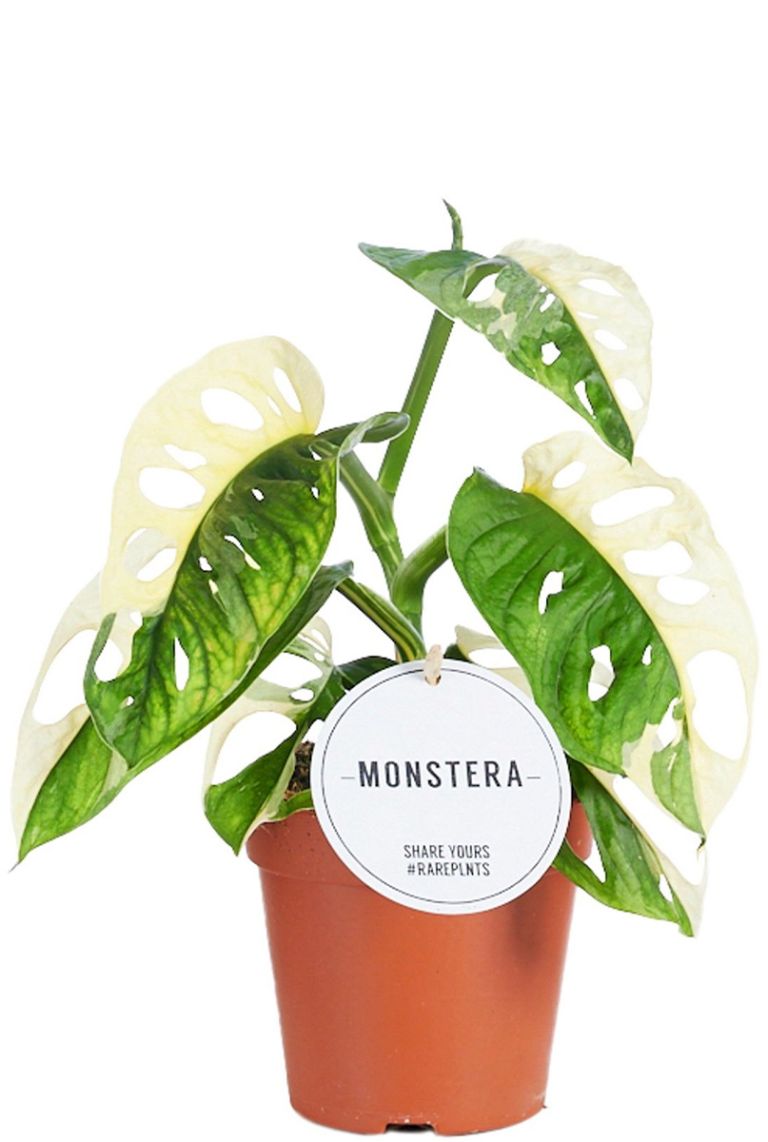 philodendron goeldii variegated Philodendron Goeldii Variegated (TC Plantlet) - Preorder | Plants main image 1