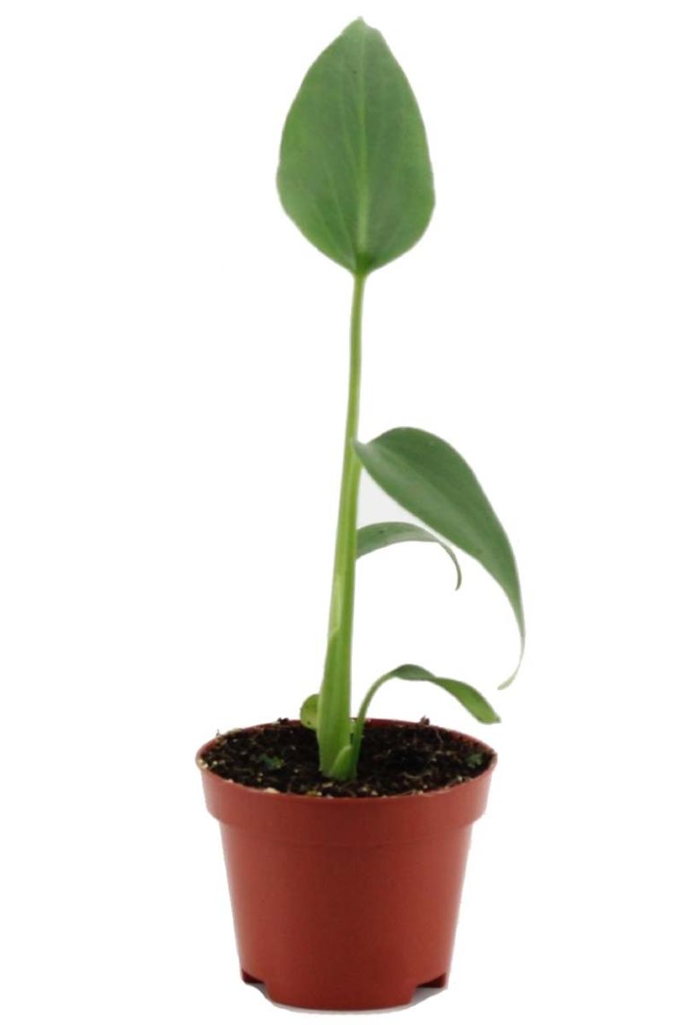 stempel monstera Monstera-Blatt-Stempel