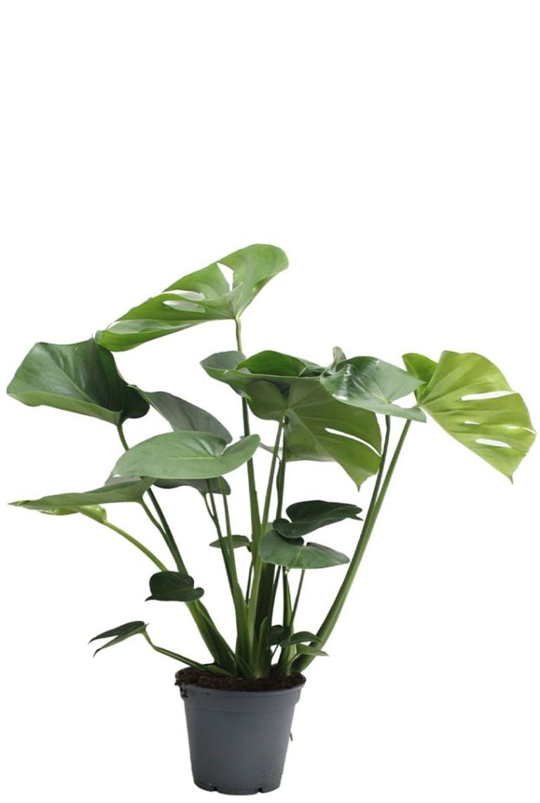 monstera minima kaufen MONSTERA MINIMA online kaufen bei potflourri