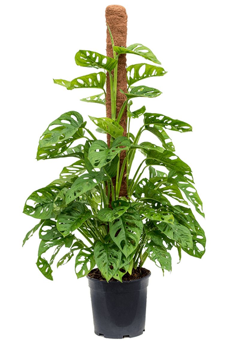 Monstera Adansonii