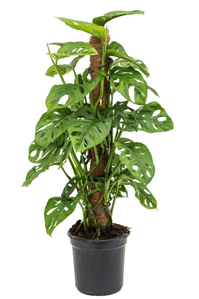 monstera deliciosa size Monstera Deliciosa Houseplants, Medium in Bubblegum main image 1