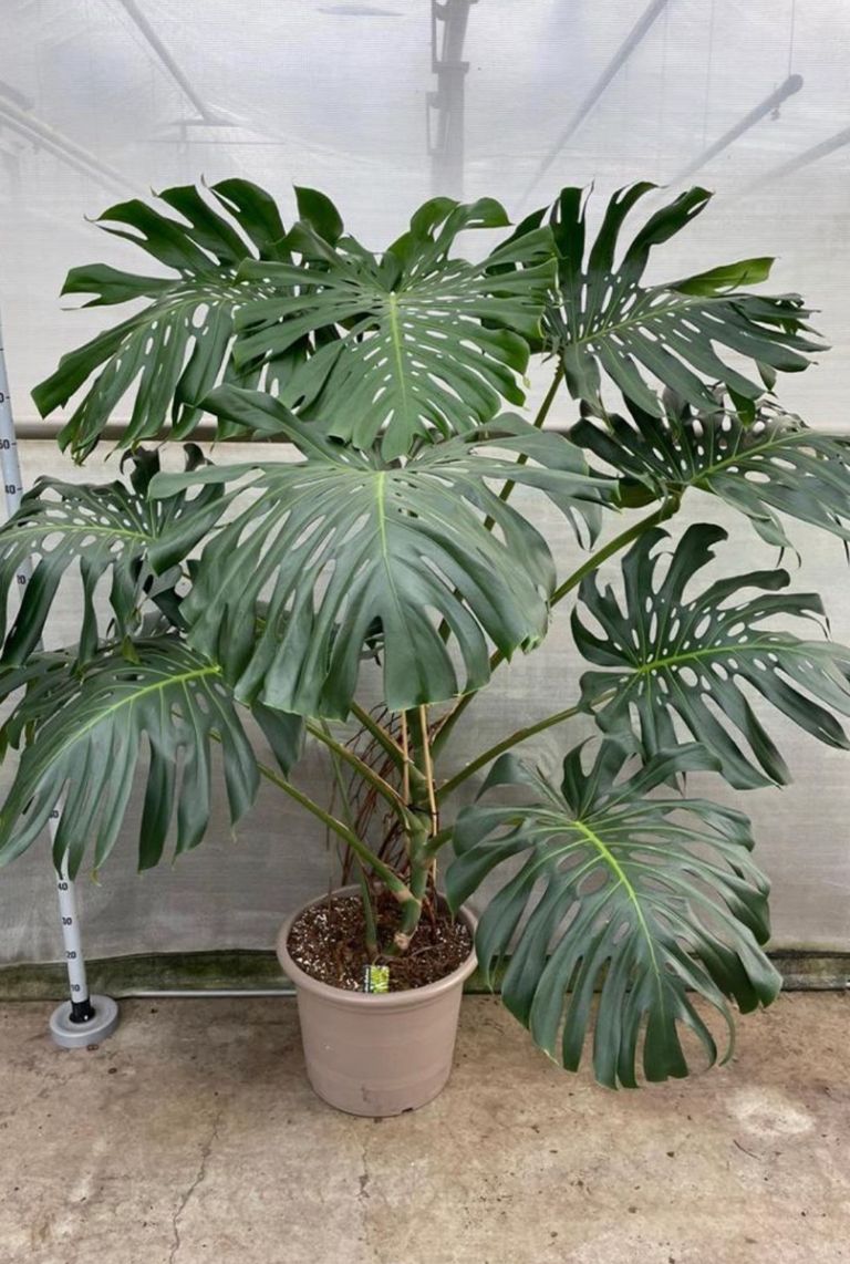 monstera yellow Monstera Deliciosa 'Yellow Marilyn' — House Plant Shop