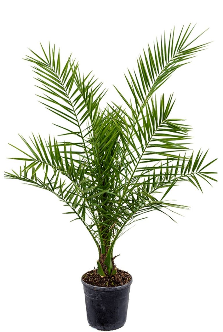 Phoenix Canariensis Zimmerpflanze Von 140 Cm Kaufen