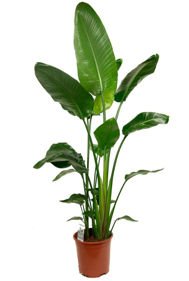 Strelitzia nicolai Zimmerpflanze von 160 cm kaufen