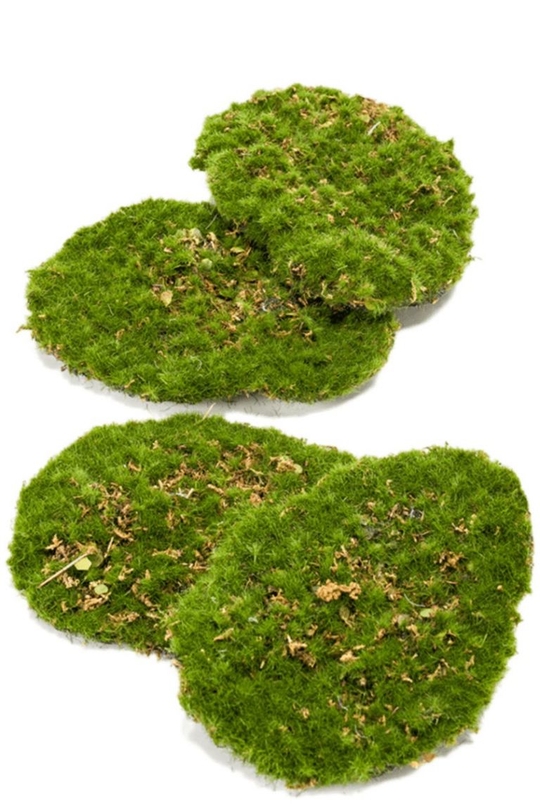 Moos grün Kunstpflanzen von 15cm kaufen?- 123zimmerpflanzen