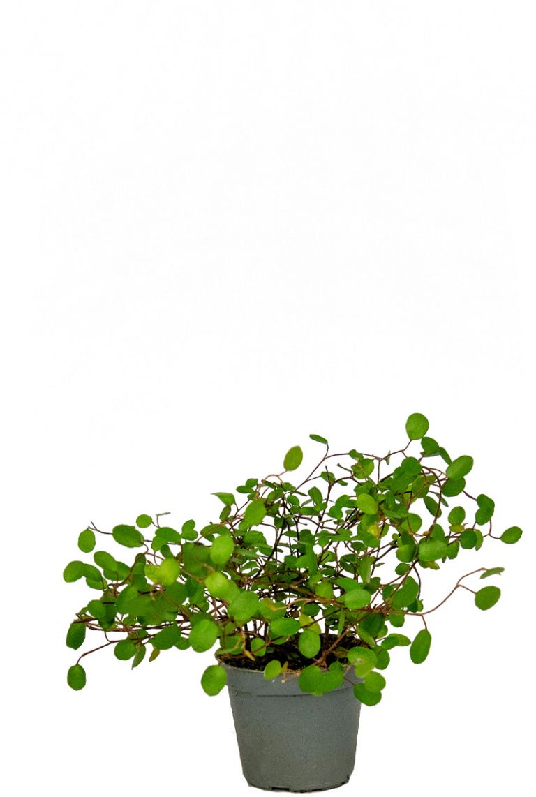 Muehlenbeckia complexa Top Secret | Stecklinge 10cm kaufen? -  123zimmerpflanzen