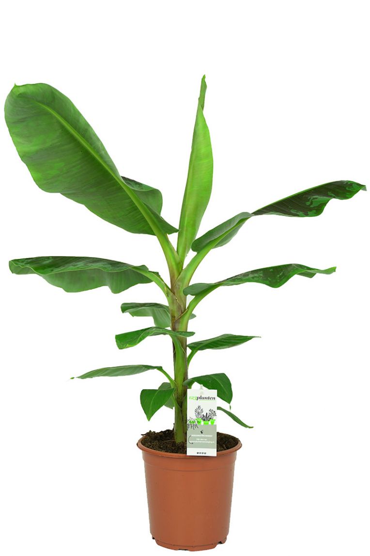 Musa Dwarf Cavendish | Bananenpflanze 85cm kaufen? - 123zimmerpflanzen