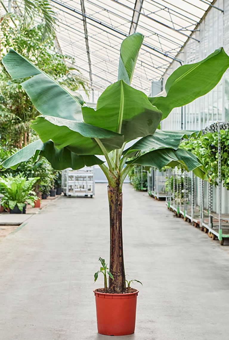 Musa Dwarf Cavendish