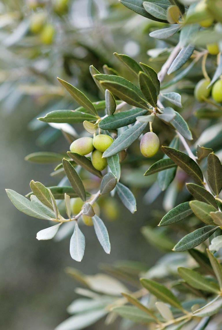 Olea europaea | Olivenbaum 170cm kaufen? - 123zimmerpflanzen