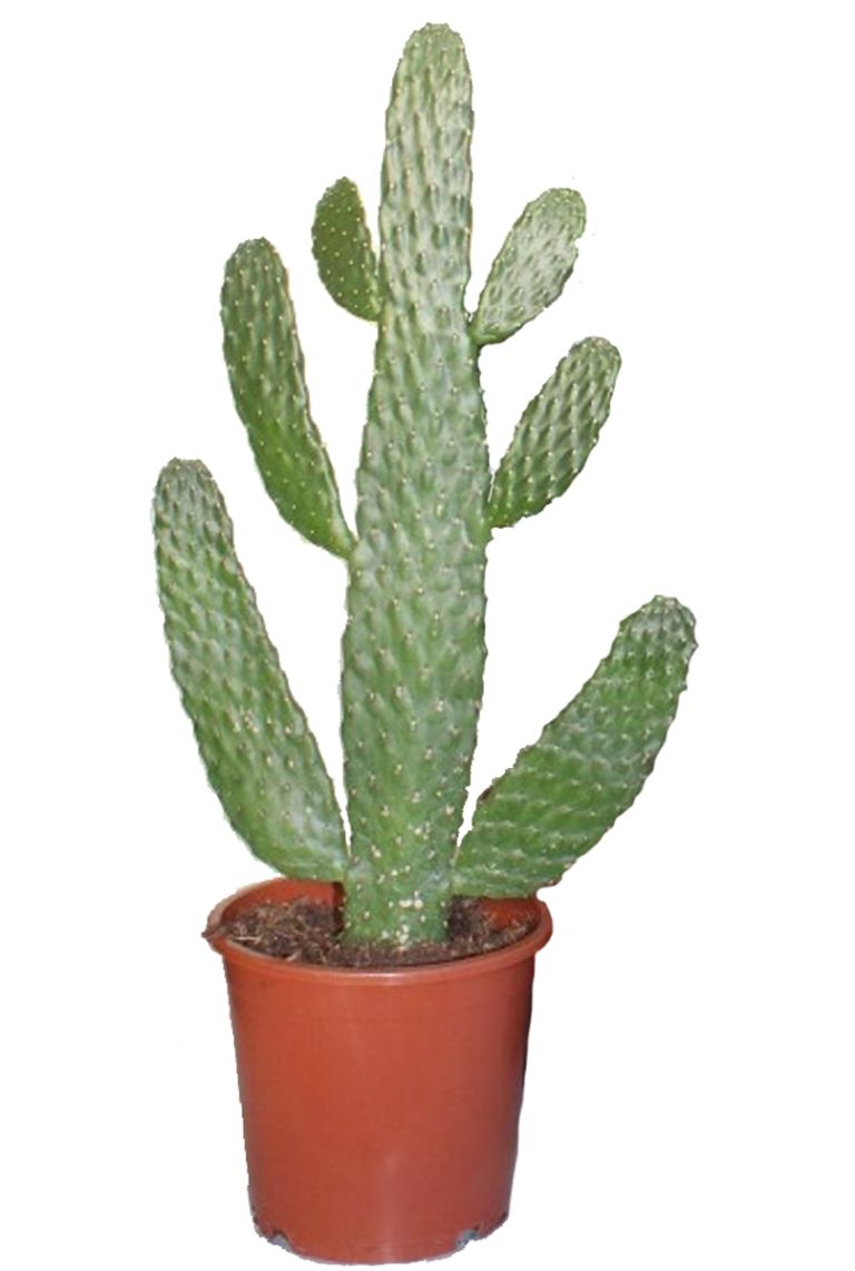 kriechender thymian fugen Kaufen Sie Bio-Kriechthymian main image 0