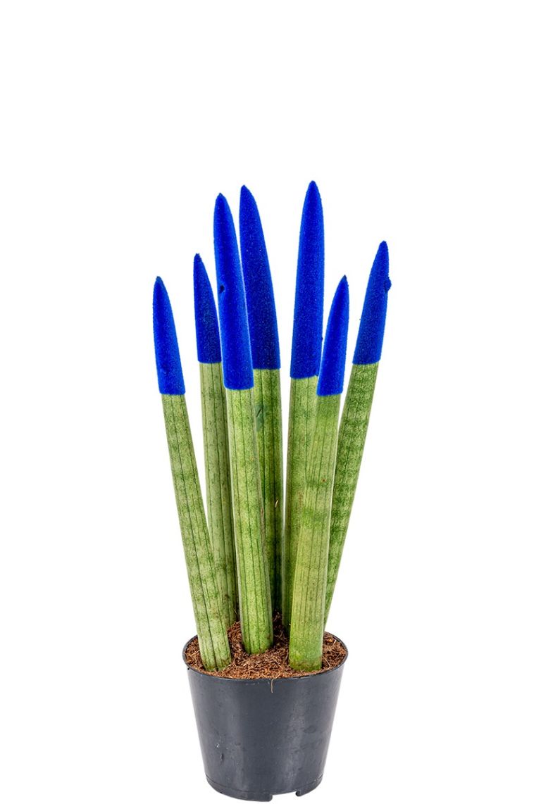 langzeitdünger für zimmerpflanzen Kaufen Tropenpflanzen BIO Langzeitdünger Pflanzendünger? ✓ Schneller  Versand! – Sybotanica main image 0