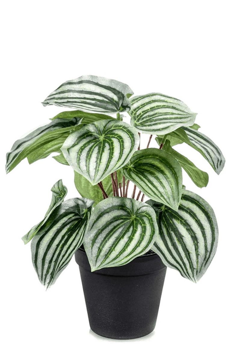 Peperomia Argyreia Wassermelone