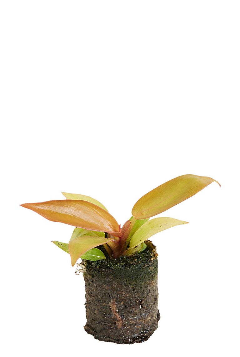 Philodendron Prince of Orange | Baumfreund 5cm kaufen? - 123zimmerpflanzen