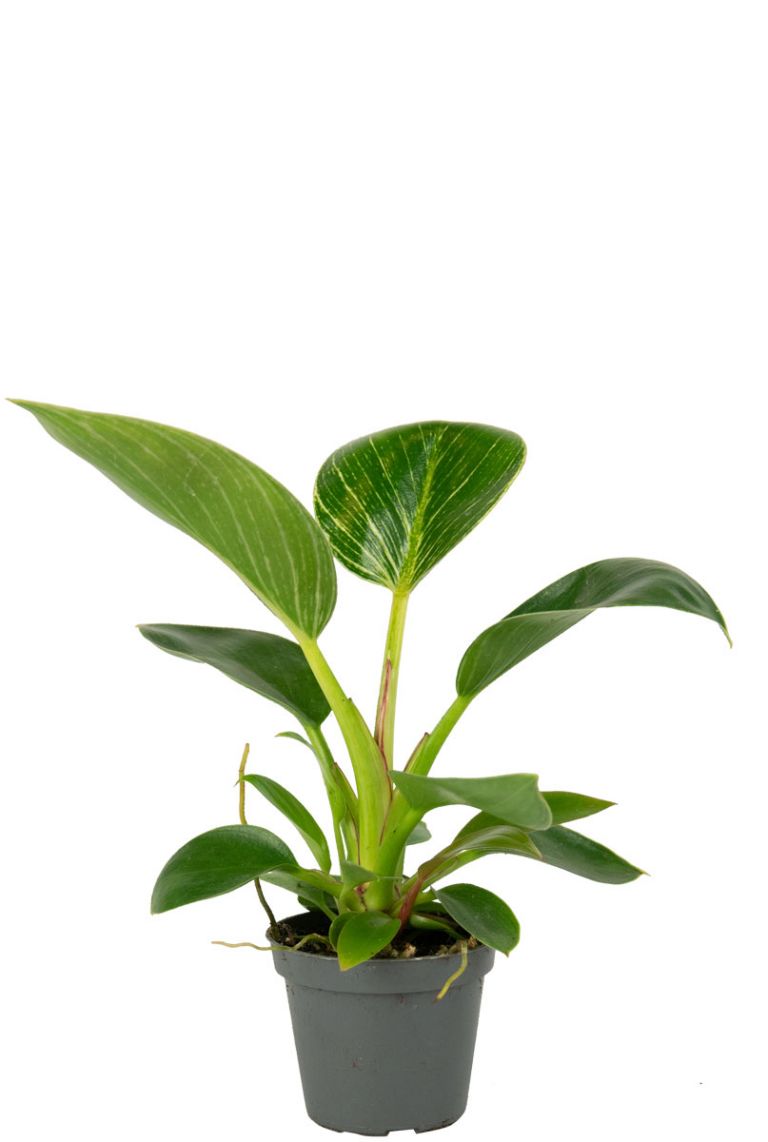 Philodendron White Measure (White Wave) | Stecklinge 10cm kaufen? -  123zimmerpflanzen