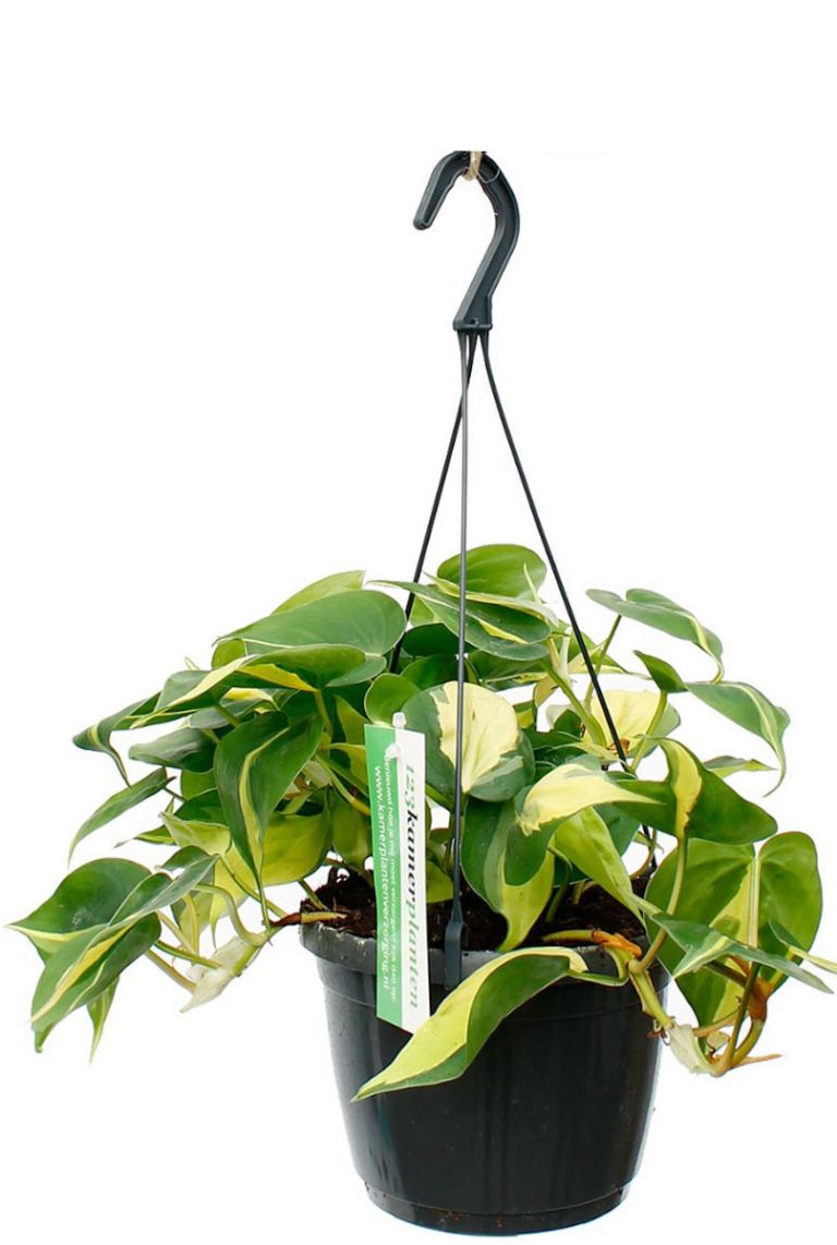 Philodendron Brasil | 6225 35cm kaufen? - 123zimmerpflanzen