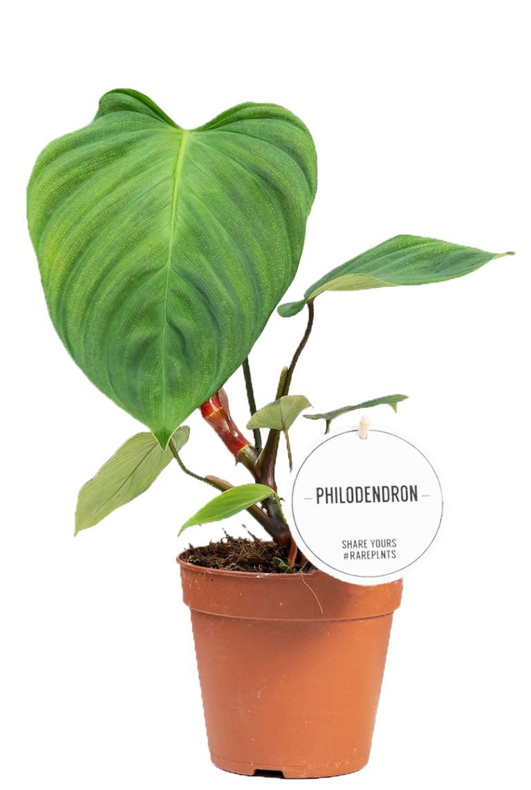 Philodendron Fuzzy Petiole | 6225 40cm kaufen? - 123zimmerpflanzen