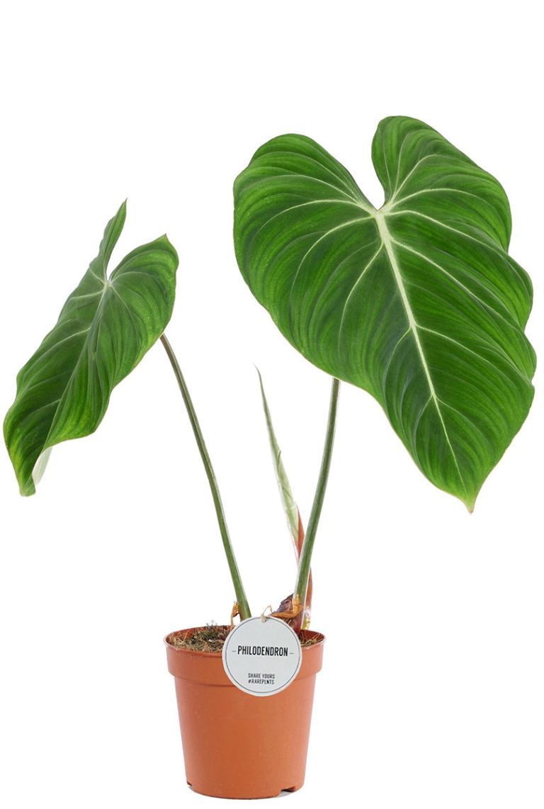 Philodendron Gloriosum | 6225 40cm kaufen? - 123zimmerpflanzen