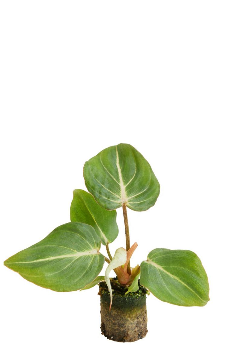 philodendron pinnatipartita Monstera Pinnatipartita main image 0