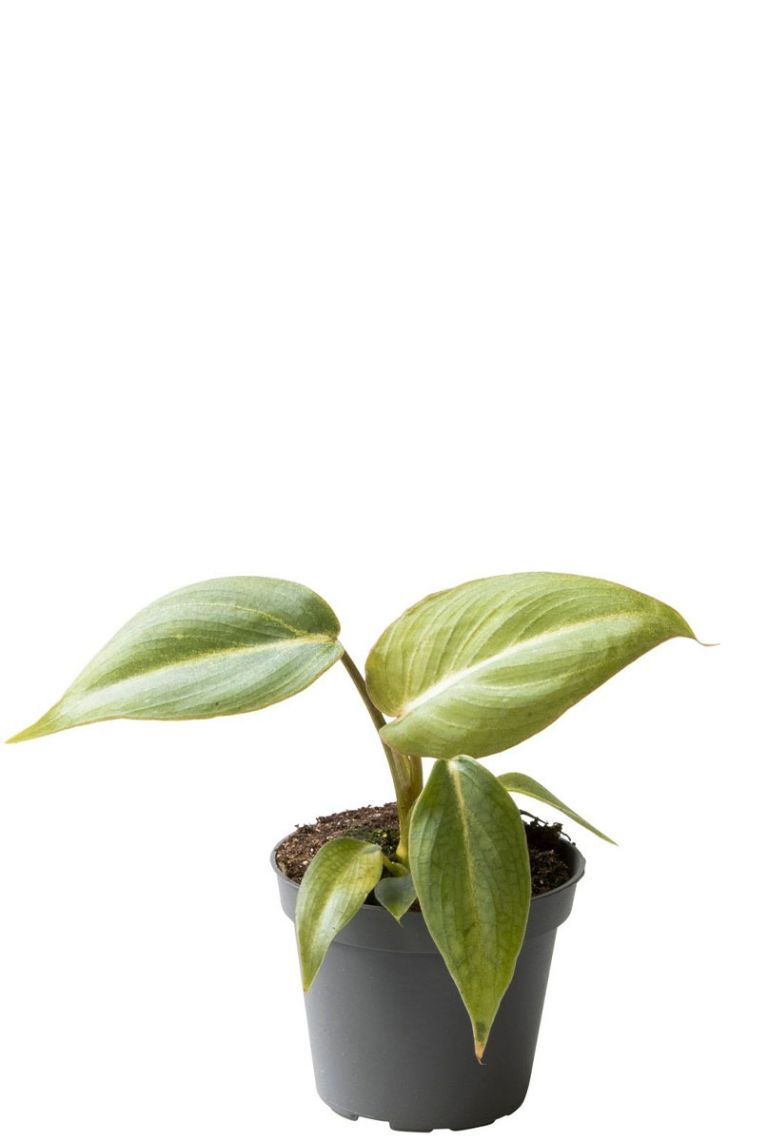 philodendron melanochrysum kaufen Philodendron Melanochrysum main image 1