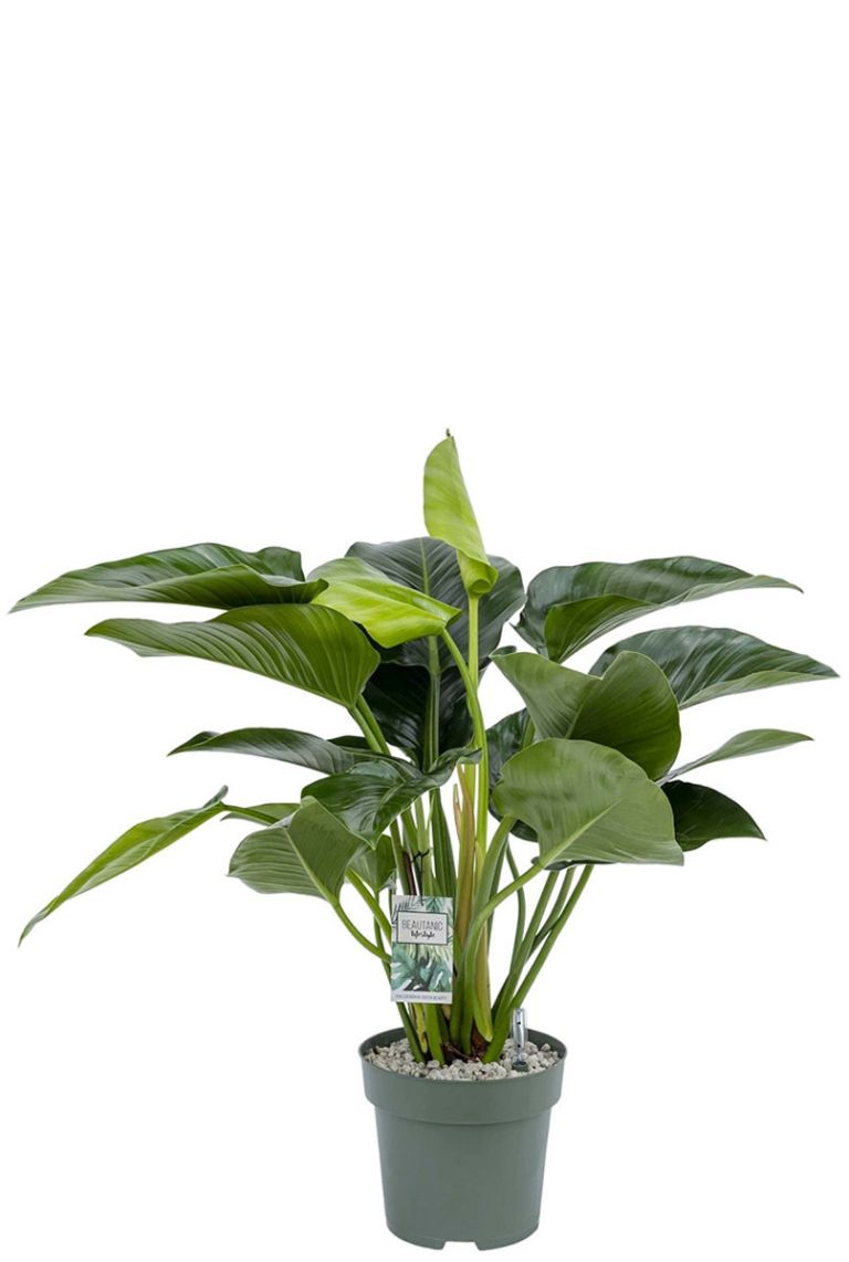 Philodendron Green Beauty | 6225 90cm kaufen? - 123zimmerpflanzen