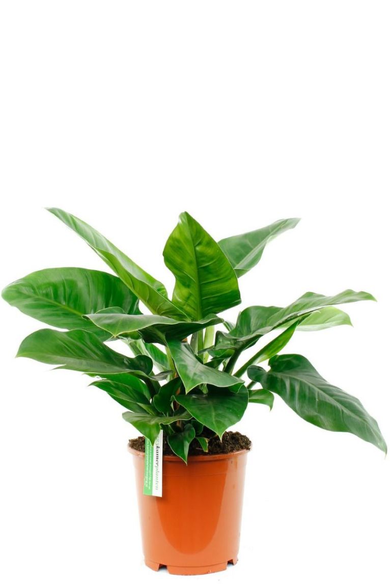 pastazanum philodendron Philodendron Pastazanum