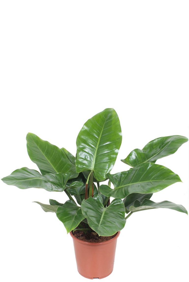 Philodendron Imperial Green | 6225 80cm kaufen? - 123zimmerpflanzen