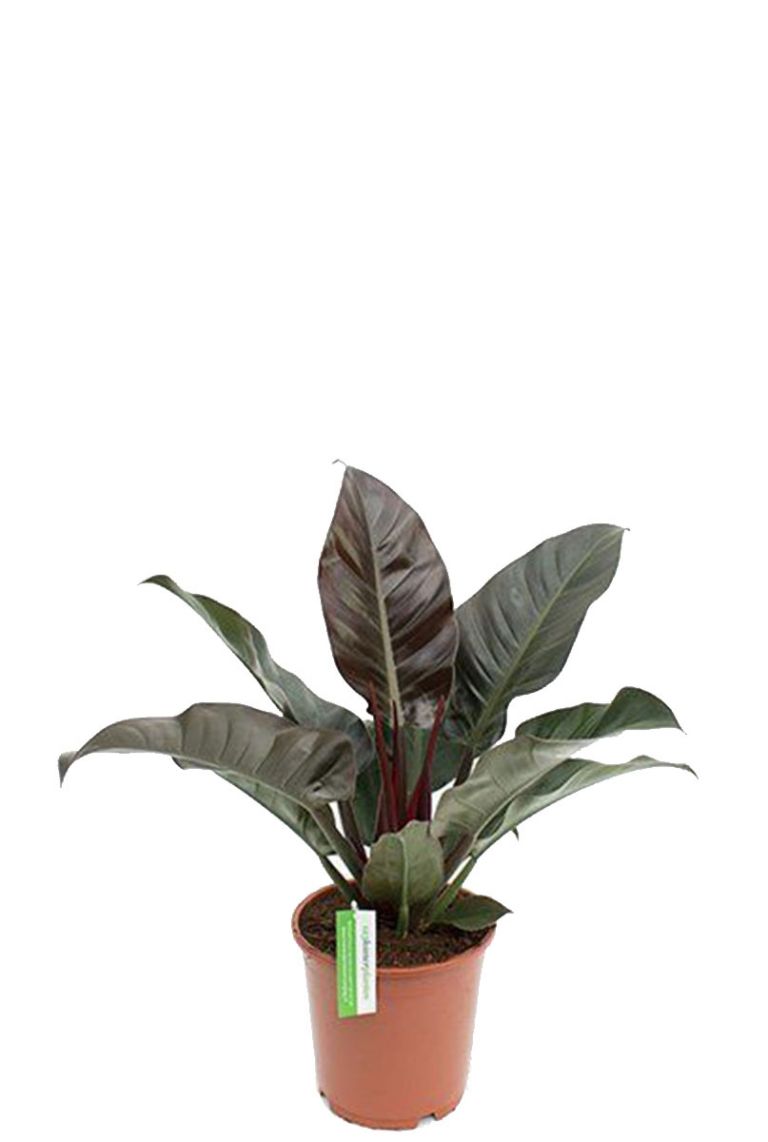 Philodendron Imperial Red