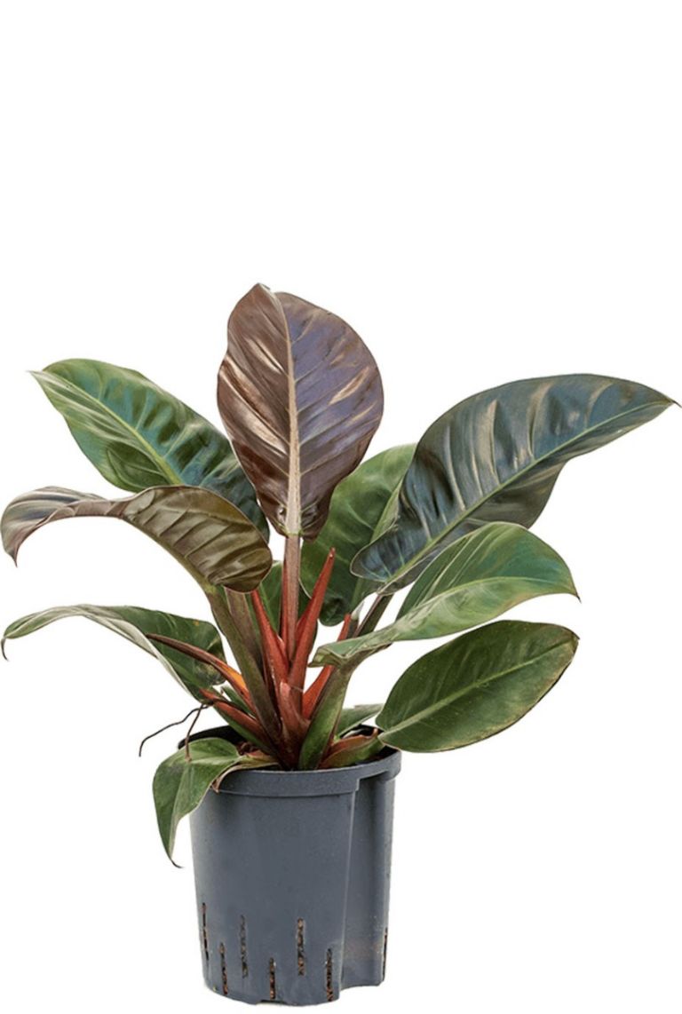 Philodendron imperial red