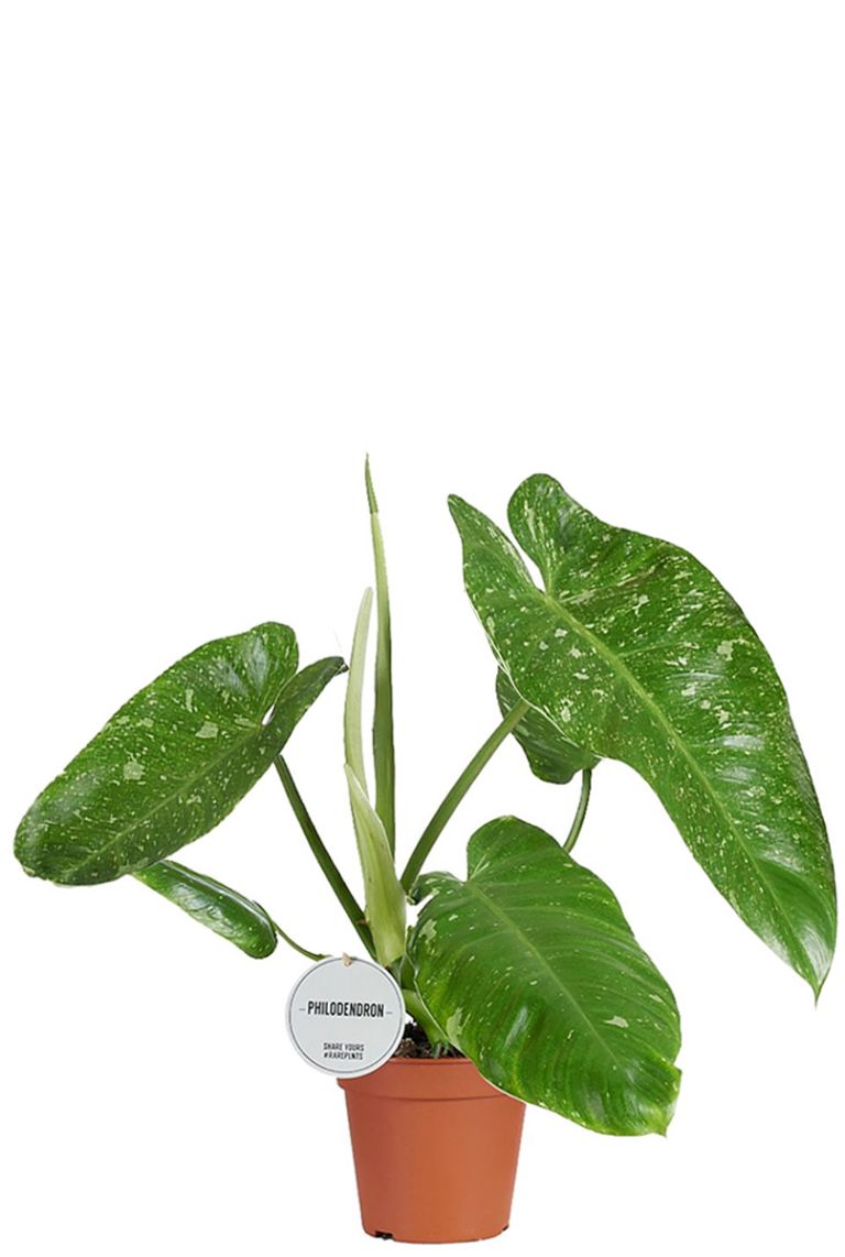 Philodendron Jose Buono | 35cm kaufen? - 123zimmerpflanzen