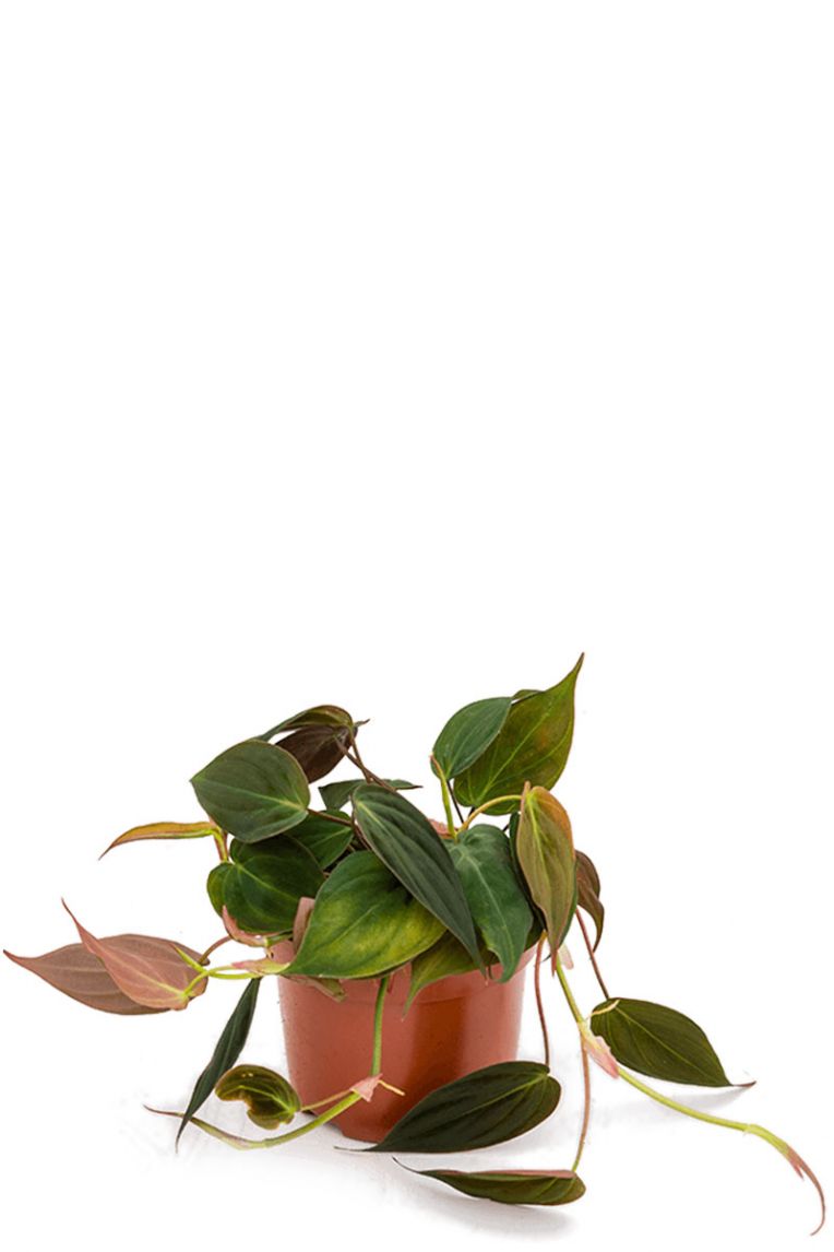large philodendron Philodendron Brazil in Trellis, Live Tropical Plant Vine main image 1