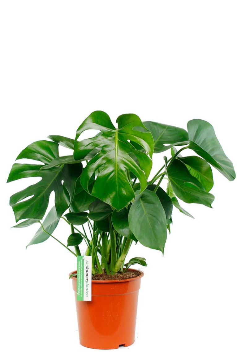 Monstera