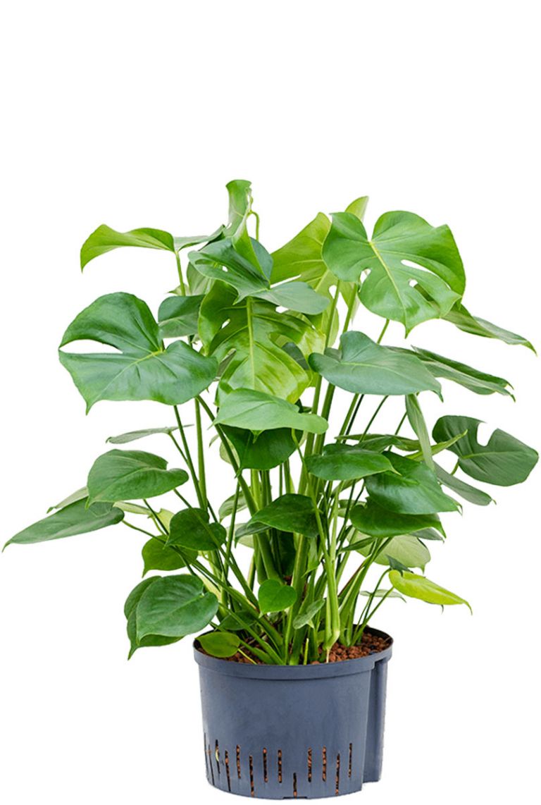 Monstera Deliciosa Hydrokulturpflanze von 80cm kaufen? - 123zimmerpflanzen