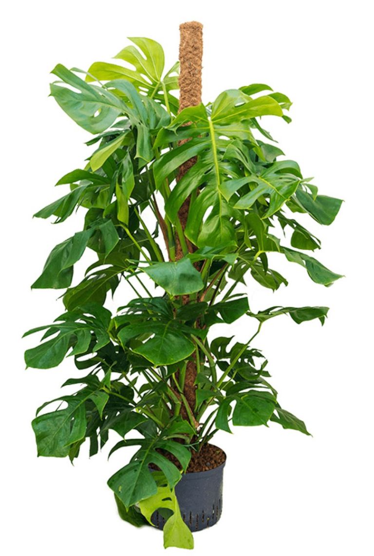 terreau monstera Monstera Deliciosa – Tula House main image 1