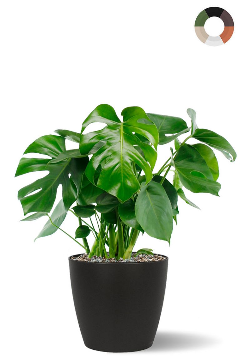 Philodendron Monstera im topf - 123zimmerpflanzen