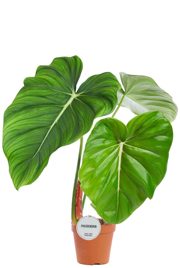 Philodendron Pastazanum
