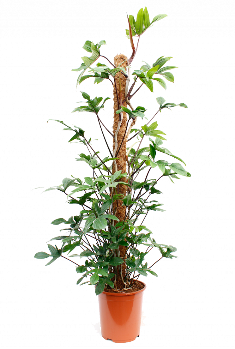 common rue plant Rue Herb Common Rue Ruta Graveolens 1 gal Pot Live Plant