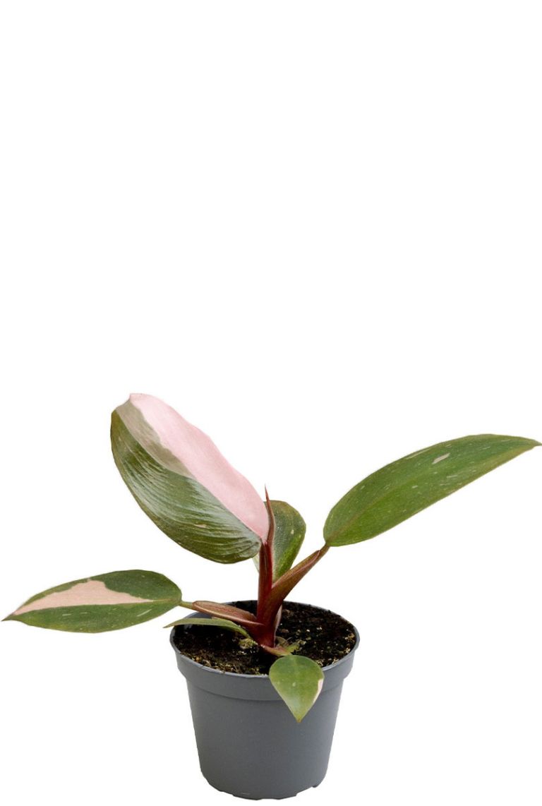 philodendron billietiae hybrid Philodendron Black Billietiae | Unique Plants for Delivery