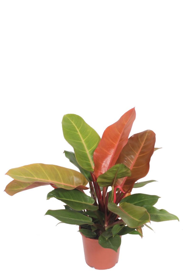 Philodendron Orange (Prince of Orange) | 6225 50cm kaufen? -  123zimmerpflanzen