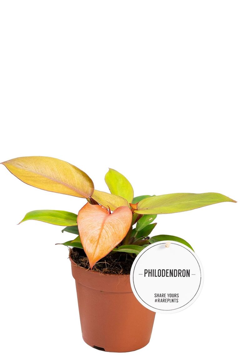 philodendron im garten Philodendron scandens