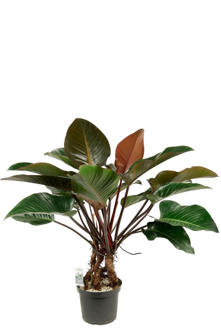 feather grass plant Bulk Grass Seeds