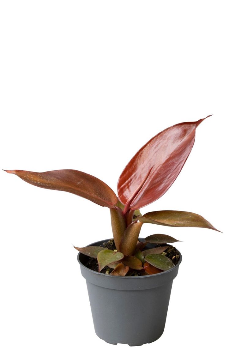 Philodendron Red Sun | 6225 10cm kaufen? - 123zimmerpflanzen