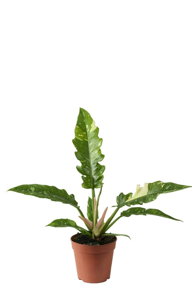 philodendron zebrina Philodendron billietiae 8